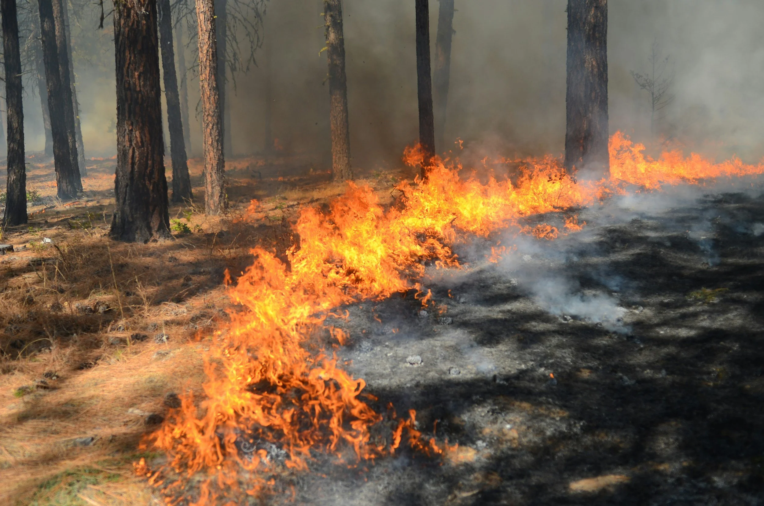 NFPA Hosted Wildfire Preparedness Day - Here's What You Need to Know