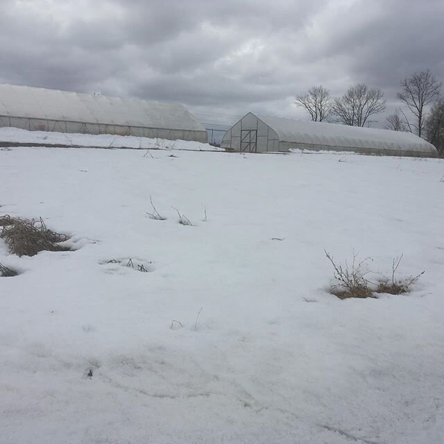 Spring farming for us looks like waiting for the snow to melt, prepping and planting in high tunnels as much as possible, listening to the melody of geese fly south over our heads, and moving cold, wet things from one place to another, in mud. We lov