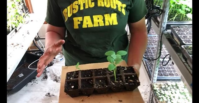 We are excited be doing a spring seedling project, virtually, with a local school here in Farmington. This week is week three: seedling update, we go on a worm hunt, and check in on one of our favorite spring crops! Find Erica Emery&rsquo;s YouTube c