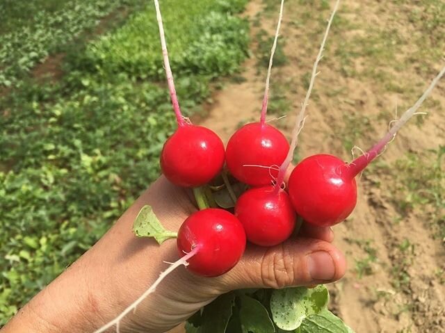 See you at Farmington Farmers&rsquo; Market this Saturday! 9am to noon at the District Courthouse parking lot. We will have radishes, baby kale, lettuce, and kettle corn from our sister company The Sweet Life Kettle Corn Company. This is our first ma