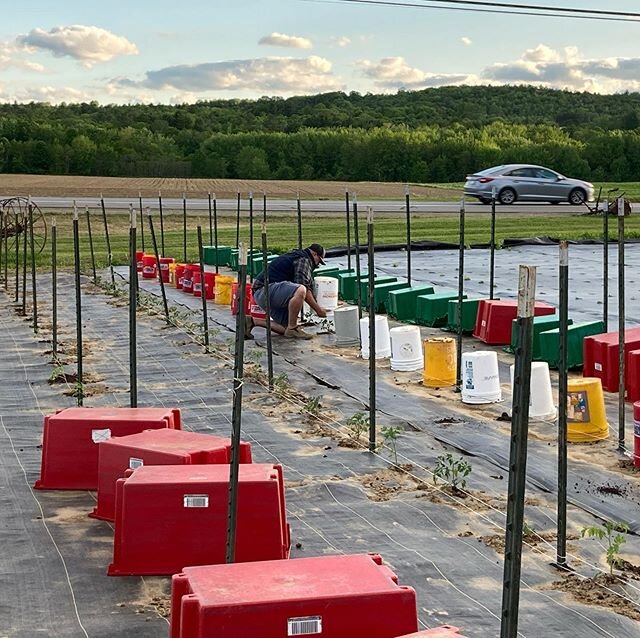 We took our first ever bucket inventory this evening! We are really getting the hang of this farming gig... #weknewbetter #wediditanyway #cherrytomatoes #farminginthefoothills #frostwarning