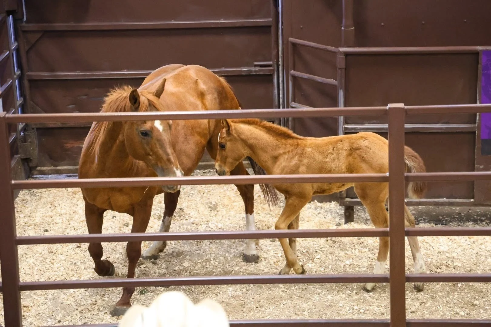 2026 HOrse Sale Mare and colt.jpg