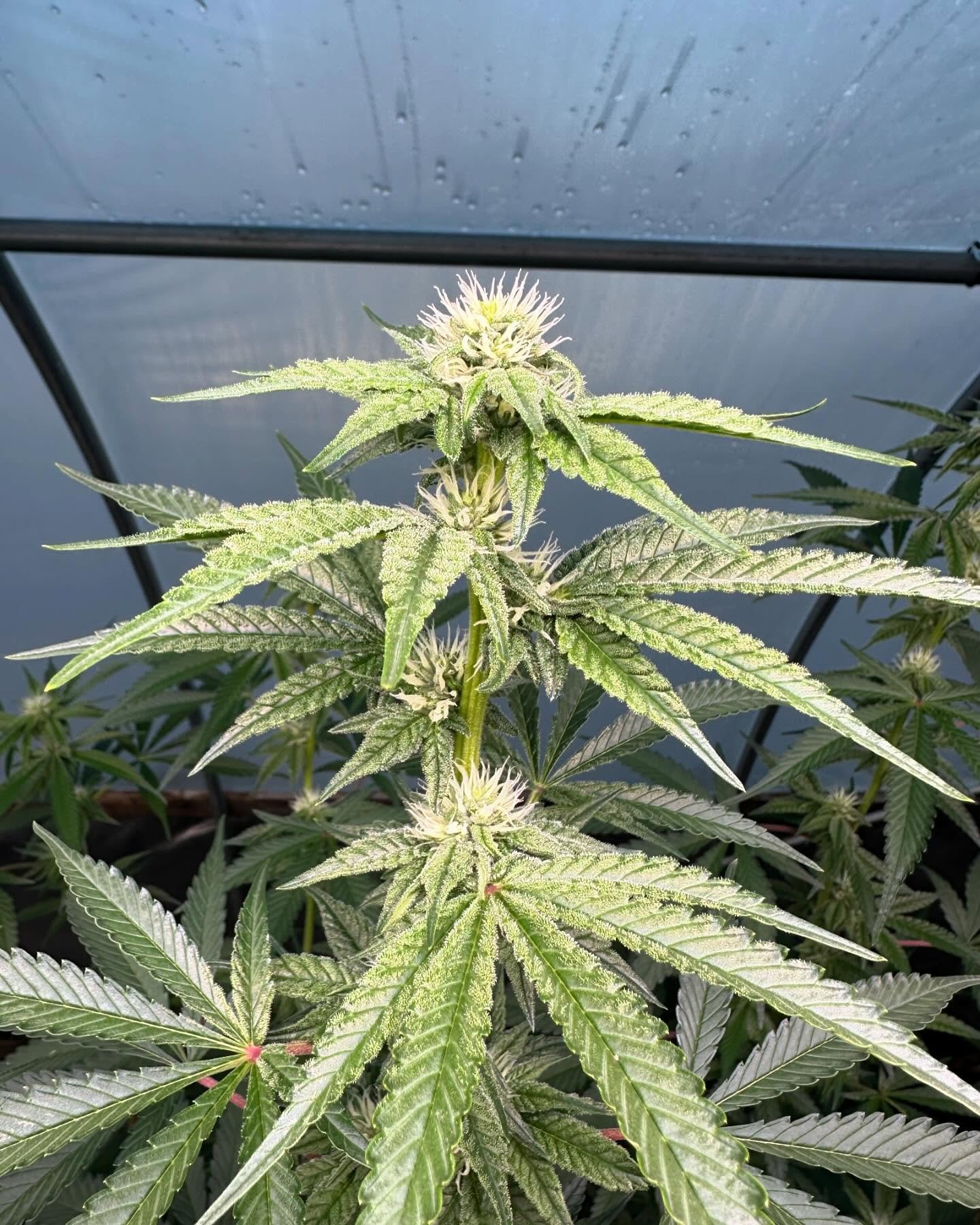 Critical Durb THCV #13 &hellip;running a few selections back, but this one&rsquo;s taking the lead.

Genetics: Critical Skunk V F2 (Critical Skunk x 1:1 Thcv African Landrace) x Double Durban 1:1 Thcv

Link in bio🤙