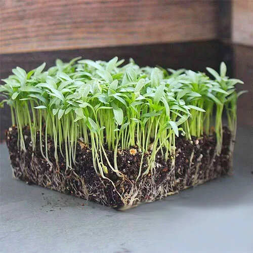 cilantro.jpg