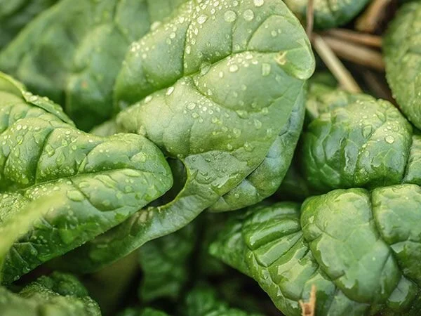 Spinach