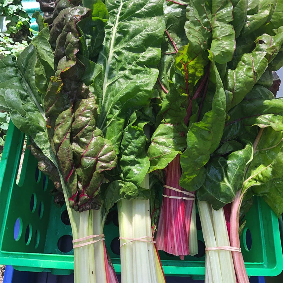 chard.jpg