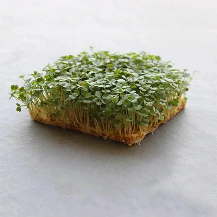 Wasabi Mustard (Spicy) 