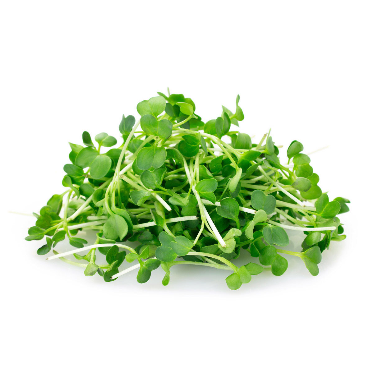 Arugula_Microgreens3.jpg