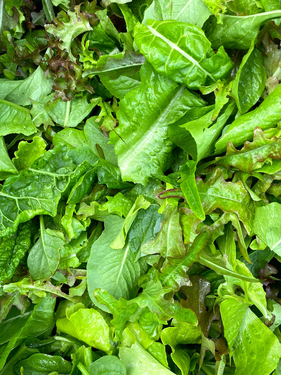Heirloom Salad Mix