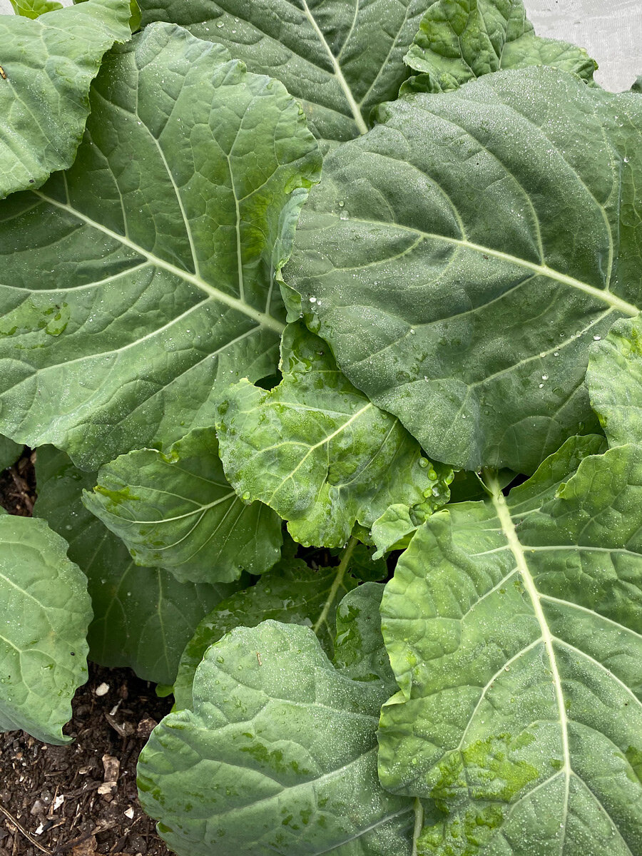 collards.jpg