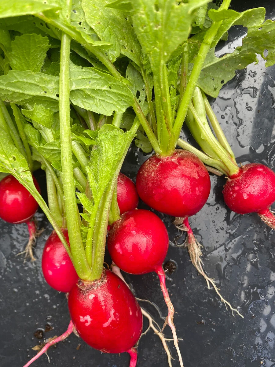 radishes.jpg