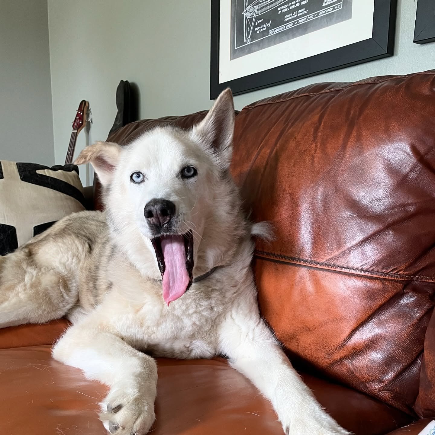 Jack was the best. Sweet, loving, smart, protective, joyful and boisterous... He always had my back and knew when you needed a smile. I still miss him when the cold weather sets in and the smell of snow hits the air. 🐕 ❄️
