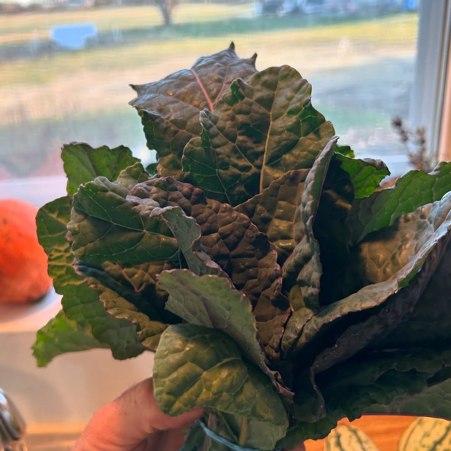 Cold-hardy veggies are still coming in but the warmth won't last much longer. Amazing work by the farm crew this fall -- with greens, lettuces, brassicas and alliums overwintering and gear packed away for the hard November frost. Tunnels, fences, irr