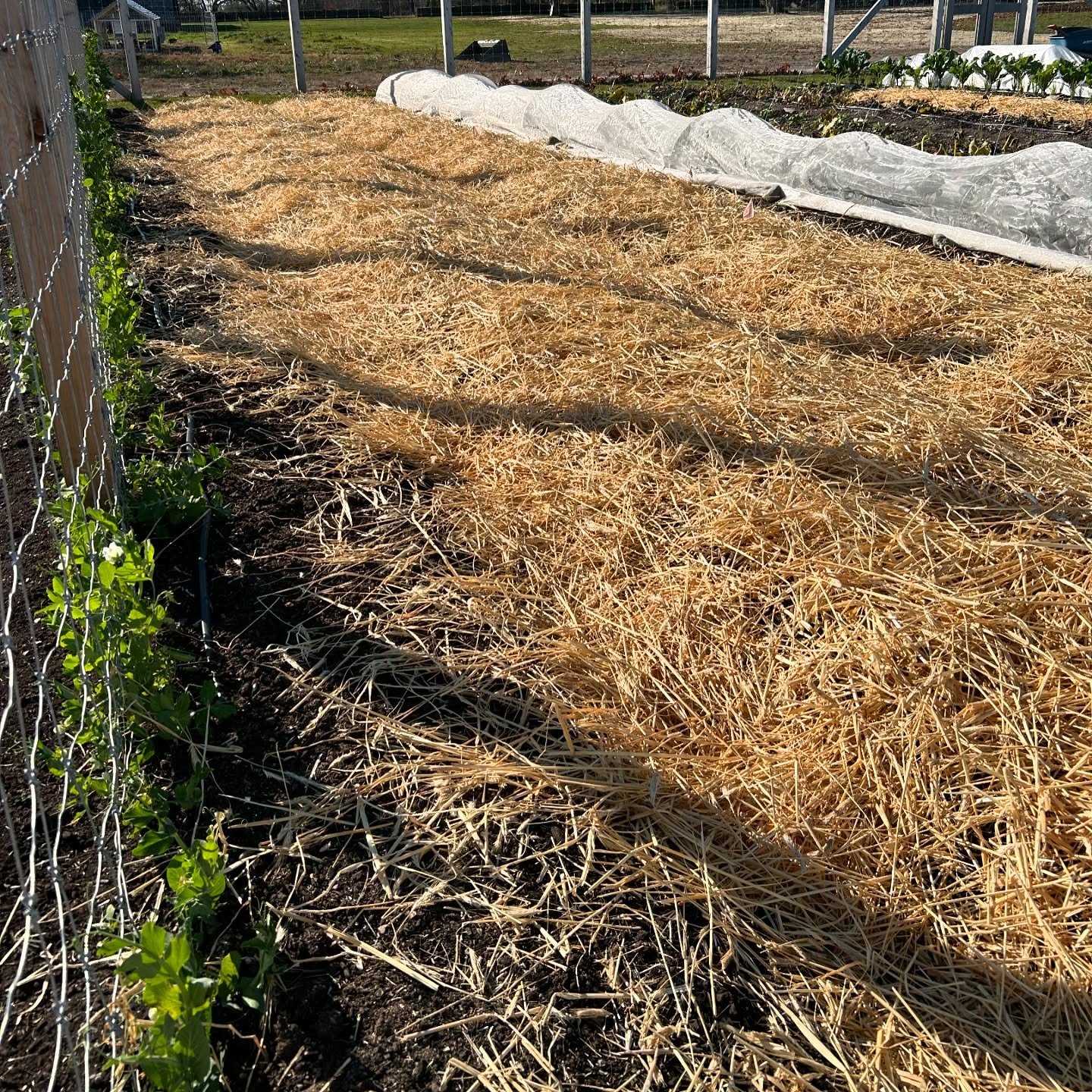 Garlic and Shallots went in last week despite the relentless wind 🧄 Lots of the German hardneck type plus several new-to-me softneck varieties from Persian, Vietnamese and Native American stock. The Dutch shallots, my favorite, were gifted back by a