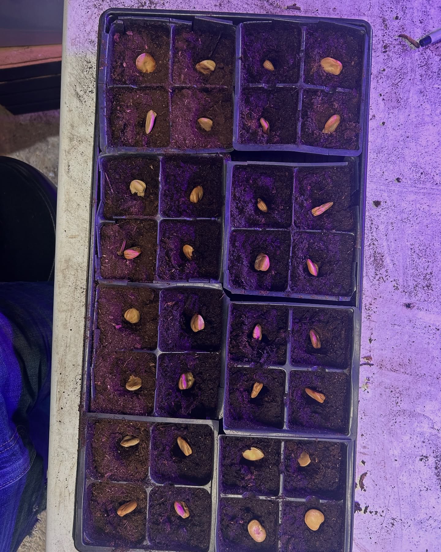 Fava Beans are fun. Perfect onion planting by Heather &amp; Kate. Tractor dreams, and the long road home.