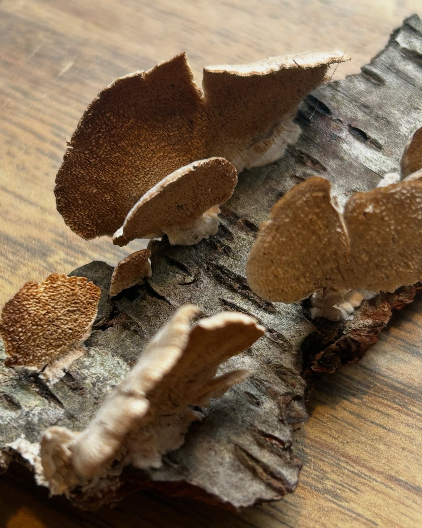polypores and sweet corn and earth days