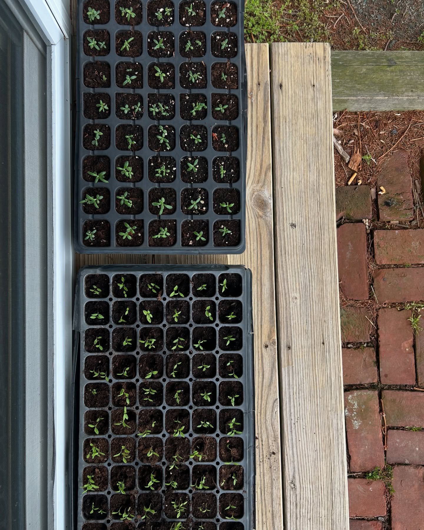 Happiness is a perfect tray of seedlings, warm overcast spring days, and early nightshades looking strong.