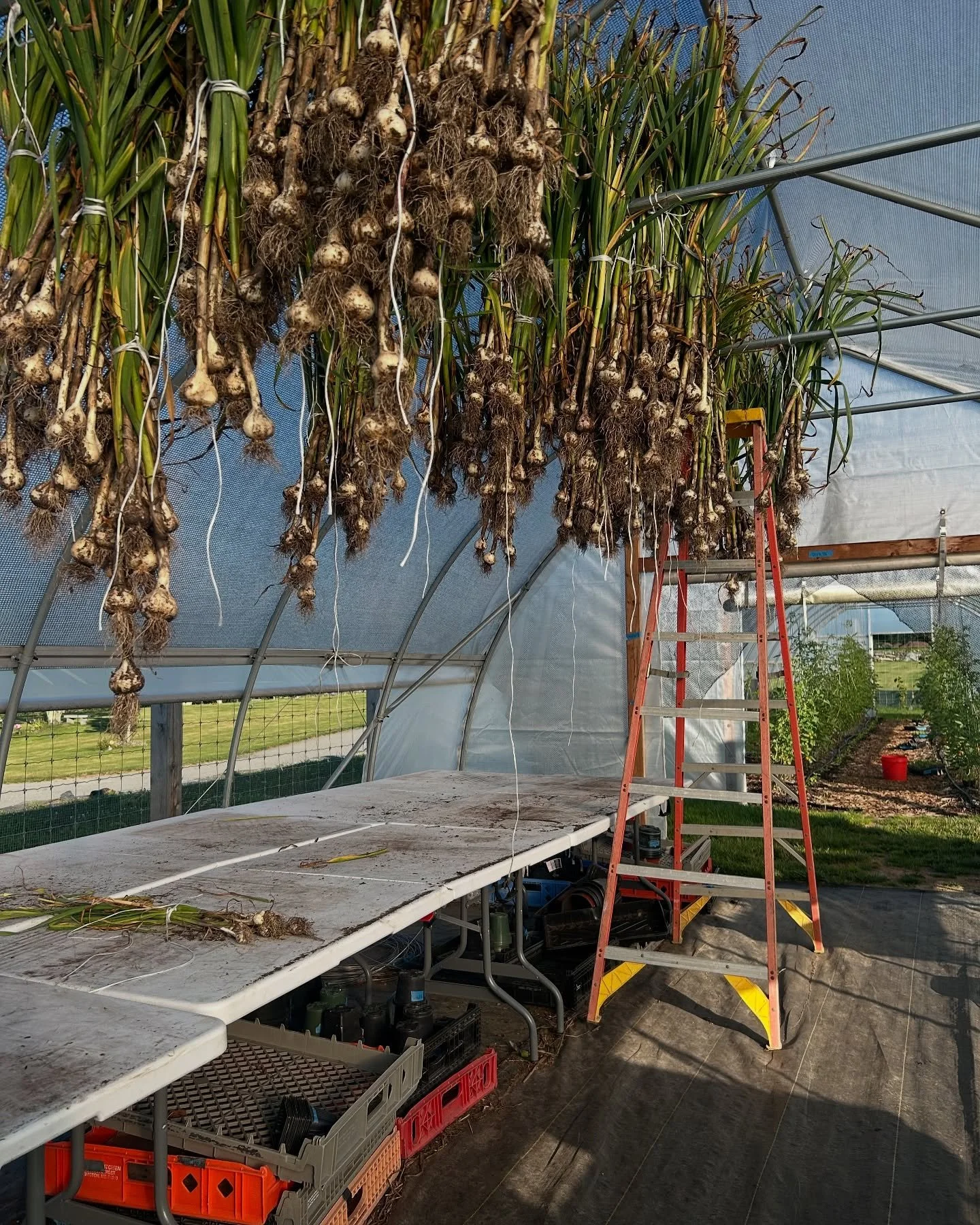 Harvested garlic with Tara &amp; Sage today. Now on to pick onions, shallots, early potatoes... The July bounty is real 🧄 🧅 🥔 Find them at the farmstore @sweetberryfarmri