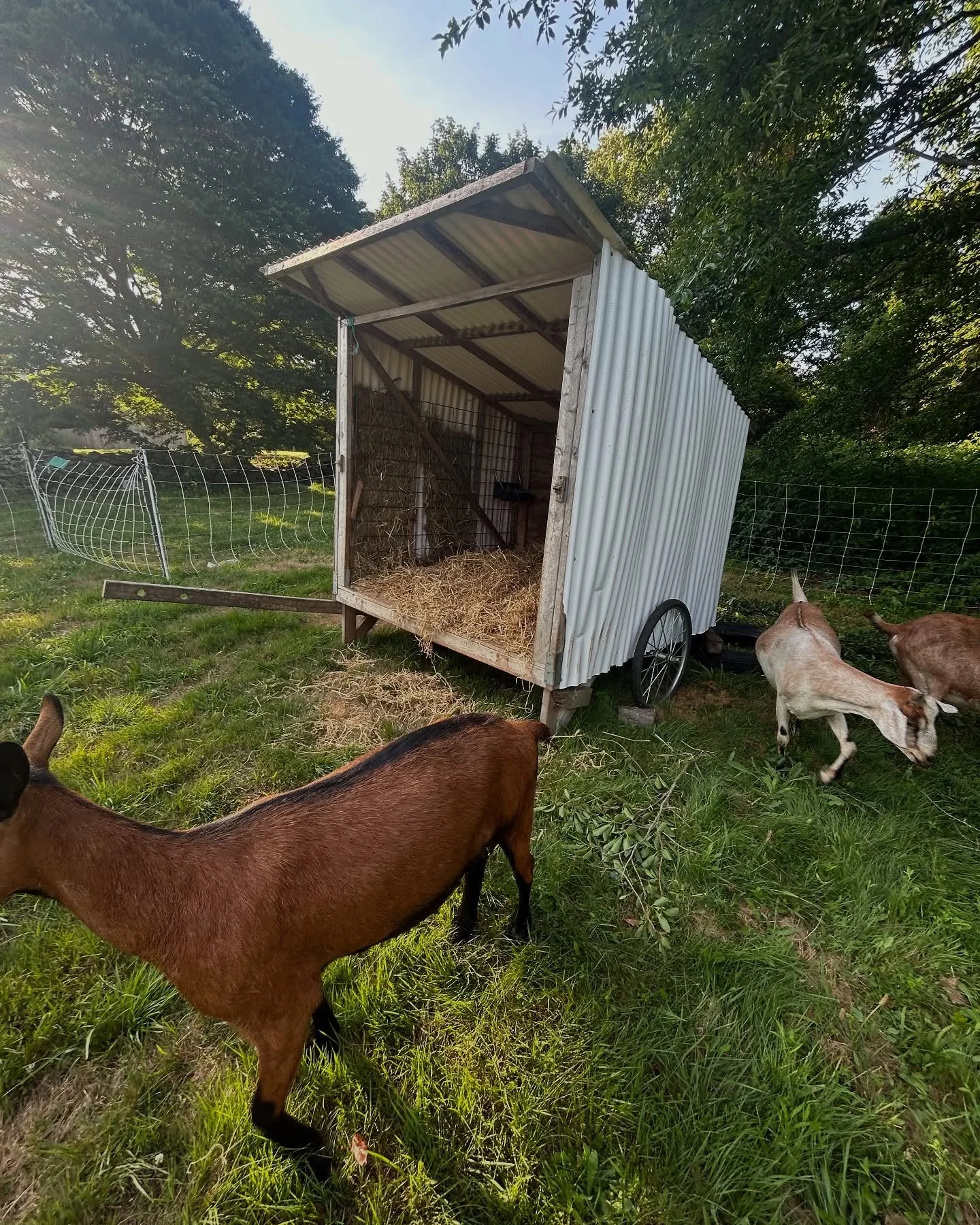 Trimming goat hooves with JB and then later dreamt of this fallow field full of livestock and crystal clear ponds. One approach to time management on the farm has been to nudge each project along 1% at time, and then move on.