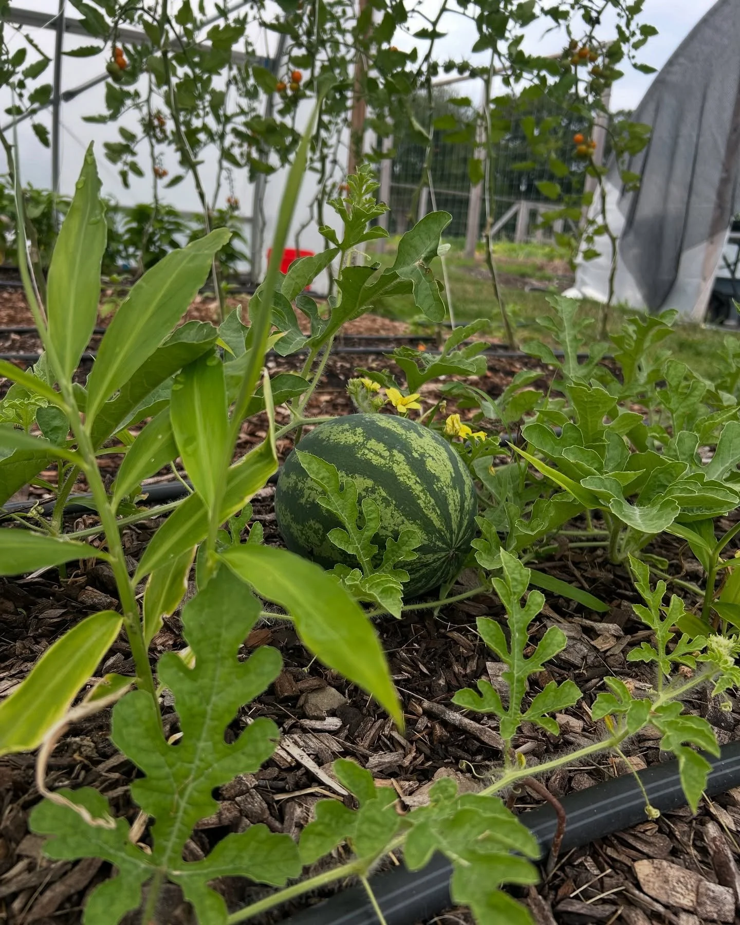 Ginger and Sugar Baby watermelon seem to be growing together and sharing space pretty well 🍉  #interplanting #notill