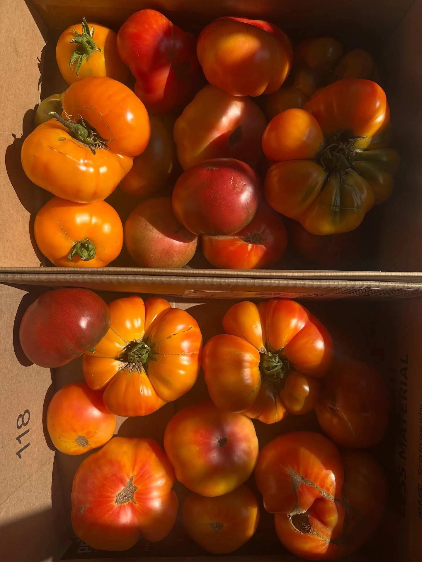 Tomato season in full swing 🍅

&quot;The moment one gives close attention to any thing, even a blade of grass, it becomes a mysterious, awesome, indescribably magnificent world in itself.&quot;