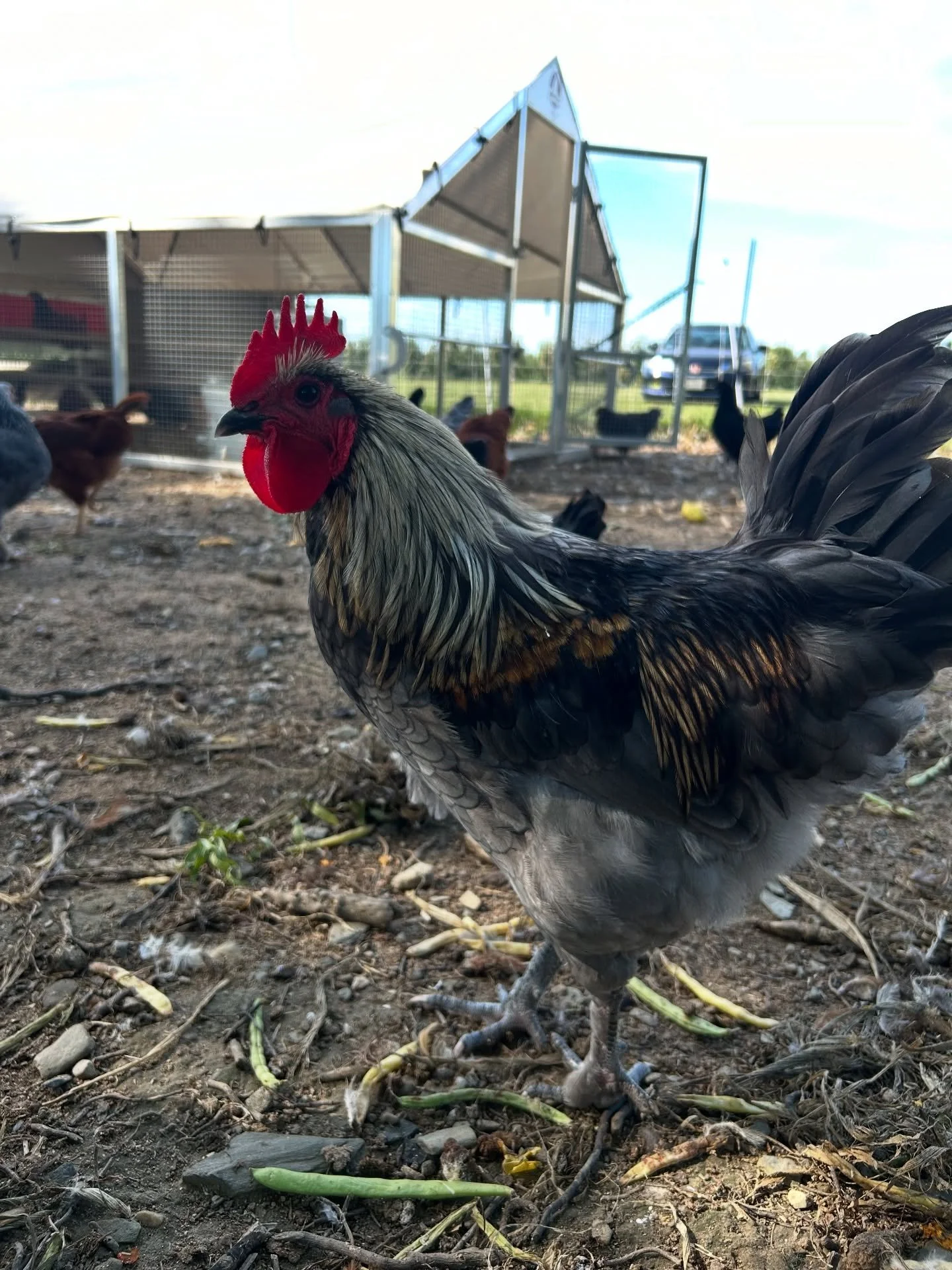 I asked one of the kids visiting @sweetberryfarmri what we should name this handsome rooster and she said &quot;Popsicle&quot;. Perfect 👌🏼🙌😆 

New eggs are starting to roll in from the young flock, eggs start small at first then size up and show 