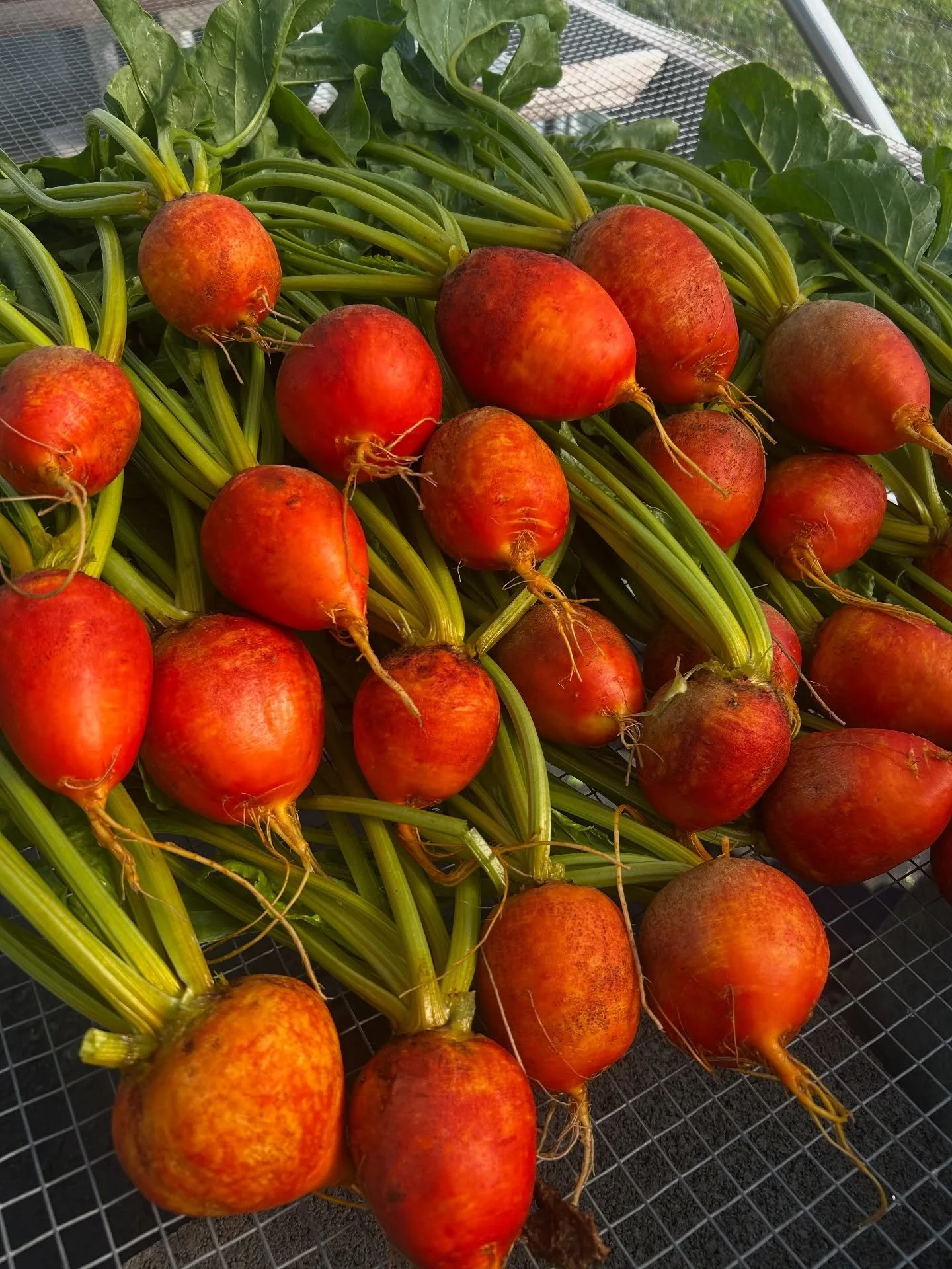 Melon dad, baby arugula, and backup record keeping at the farm today.