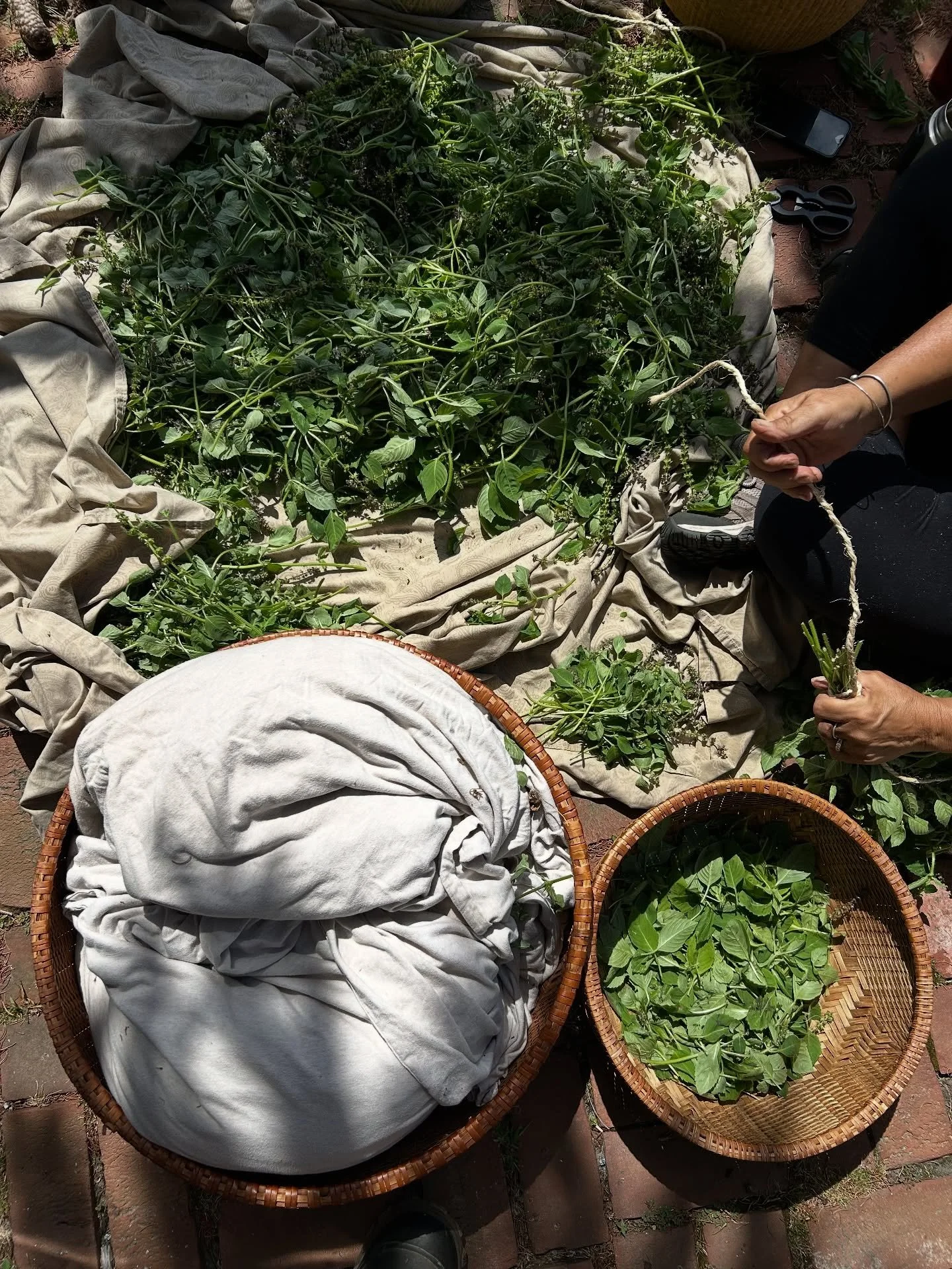 A lot of laughs and kernels of wisdom harvesting with Maggie @maggieshealingpath 🌾 Sharing the wealth of knowledge and the secret life of plants.