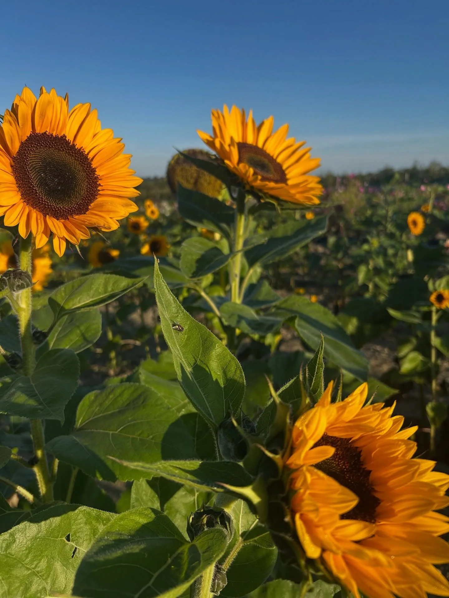 Flying through summer into Fall, the farms are buzzing with abundance 🍂 🎃 🥬 Apple picking, pumpkins, ciders and decorative gourd season is upon us @sweetberryfarmri with plentiful harvests of vegetables and greens from the East Berry garden.