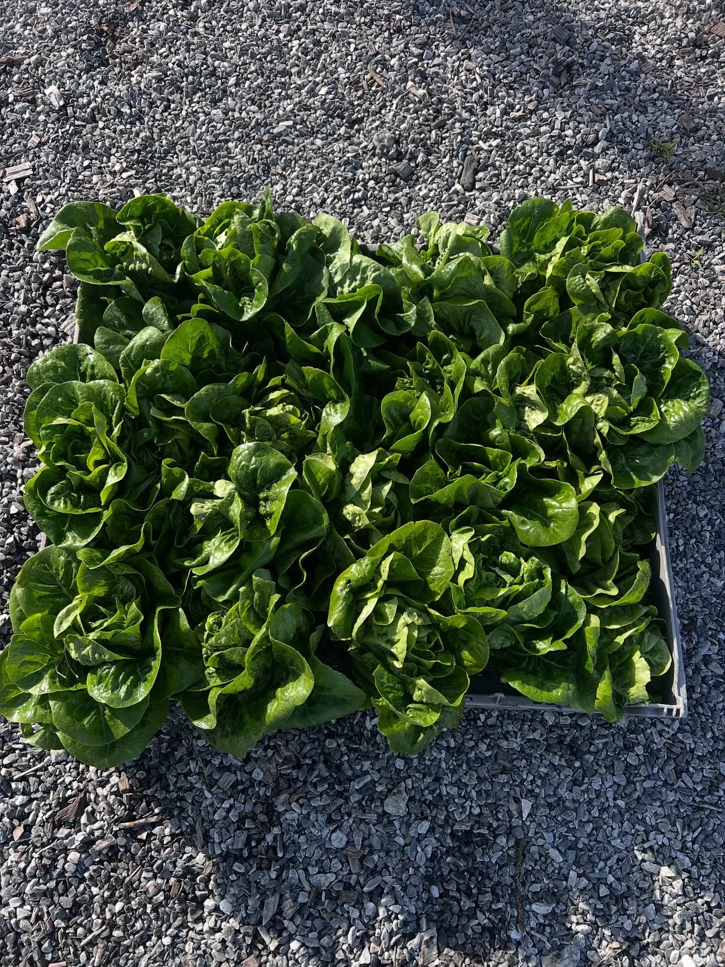 September bounty, and October feels like a whole new chapter. Thanks to the '25 garden team for tending All the Things!