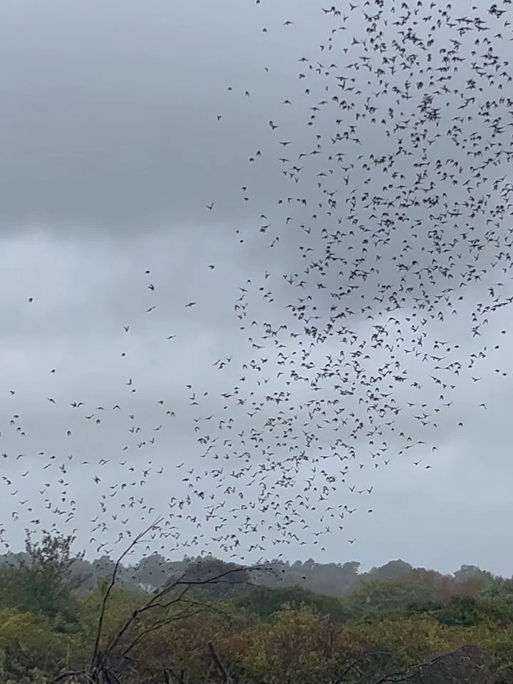 Even when she walks one would believe that she dances 🌪️