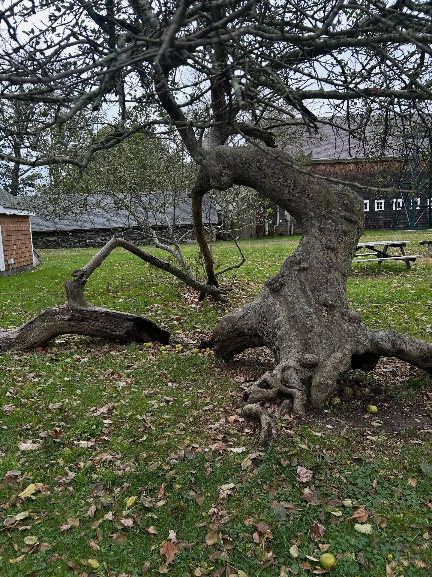 I heard an old timer say once, &quot;Apple trees don't die, they do however experience occasional bouts of malaise.&quot; I thought she was just being clever but many apples can live 100 to 200 years so I guess to their human caretakers it would seem