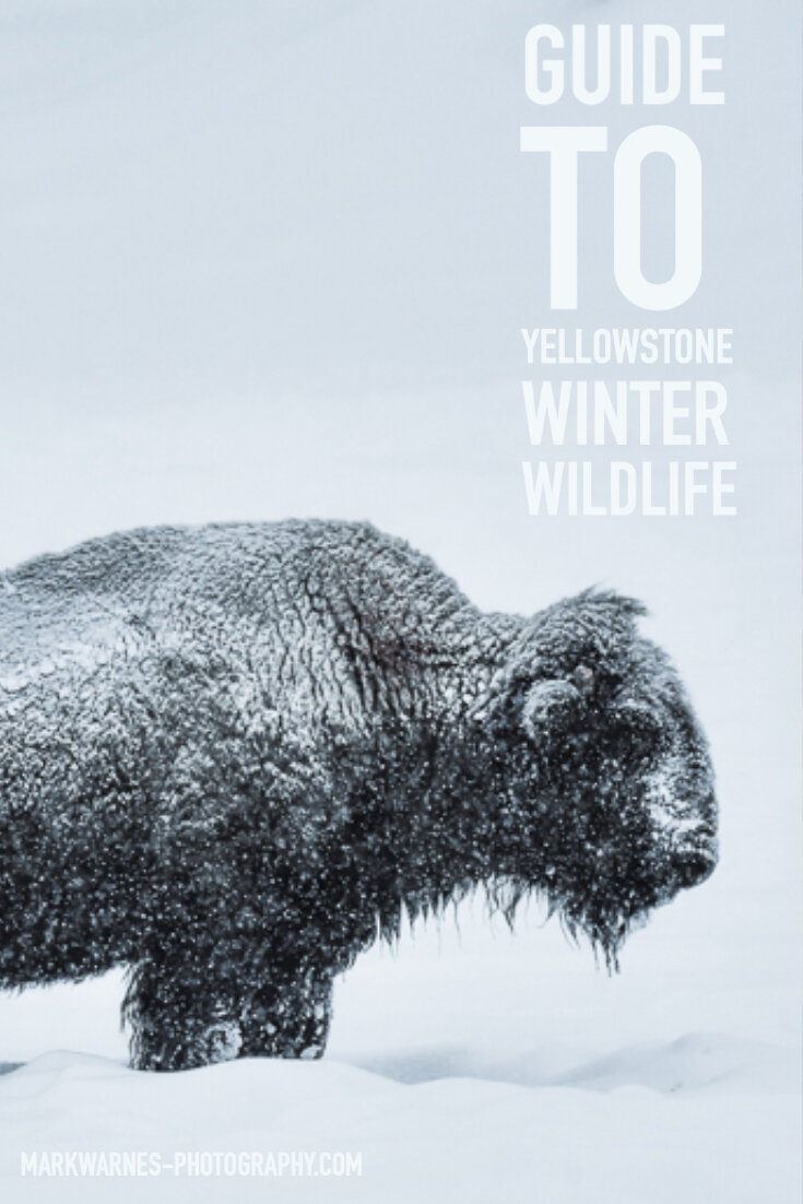 Guide To Yellowstone's Winter wildlife Copy.jpg