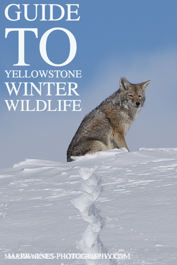 Guide To Yellowstone's Winter wildlife.jpg