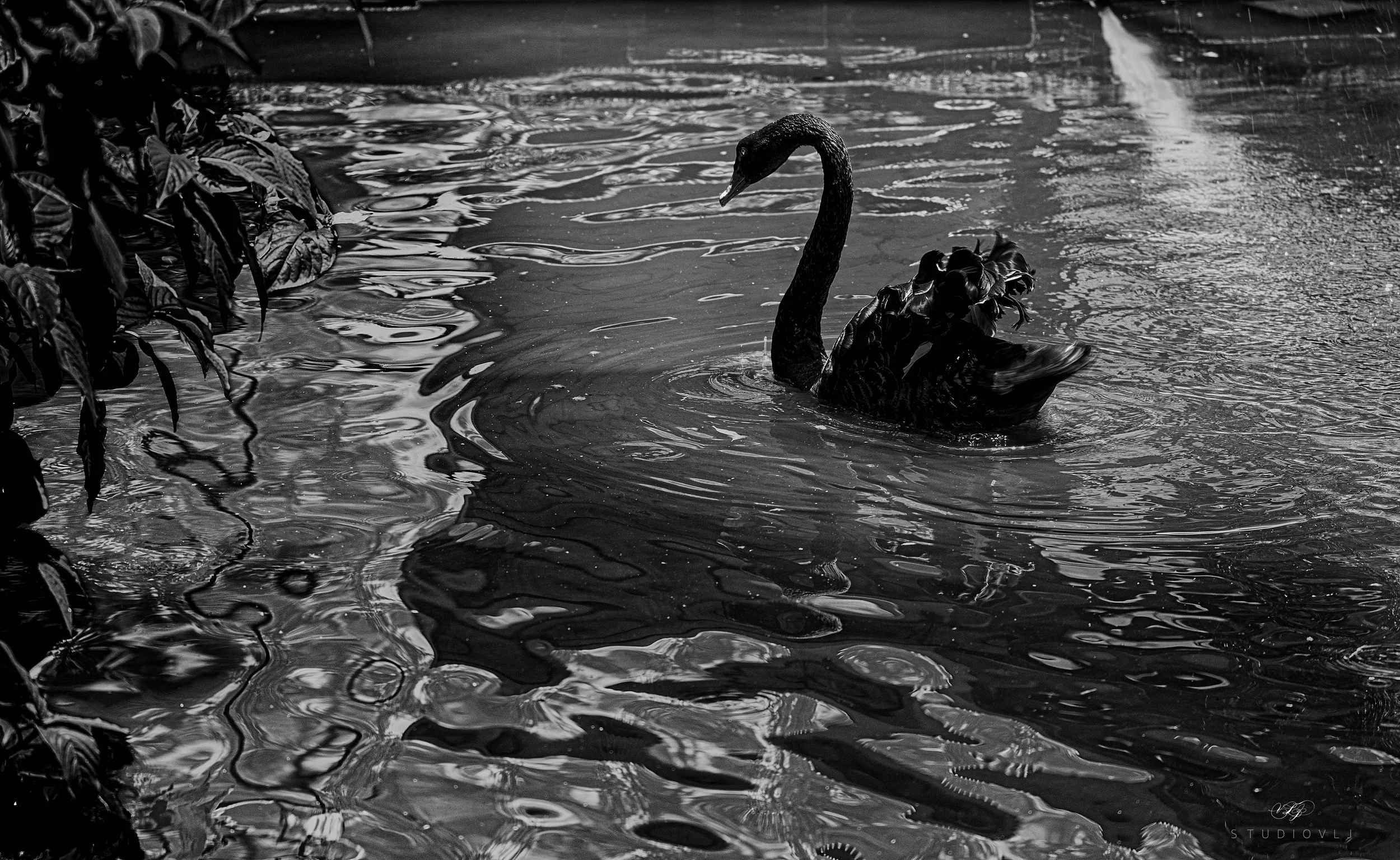 VLJ06765_BlackSwan-SIGNed.jpg
