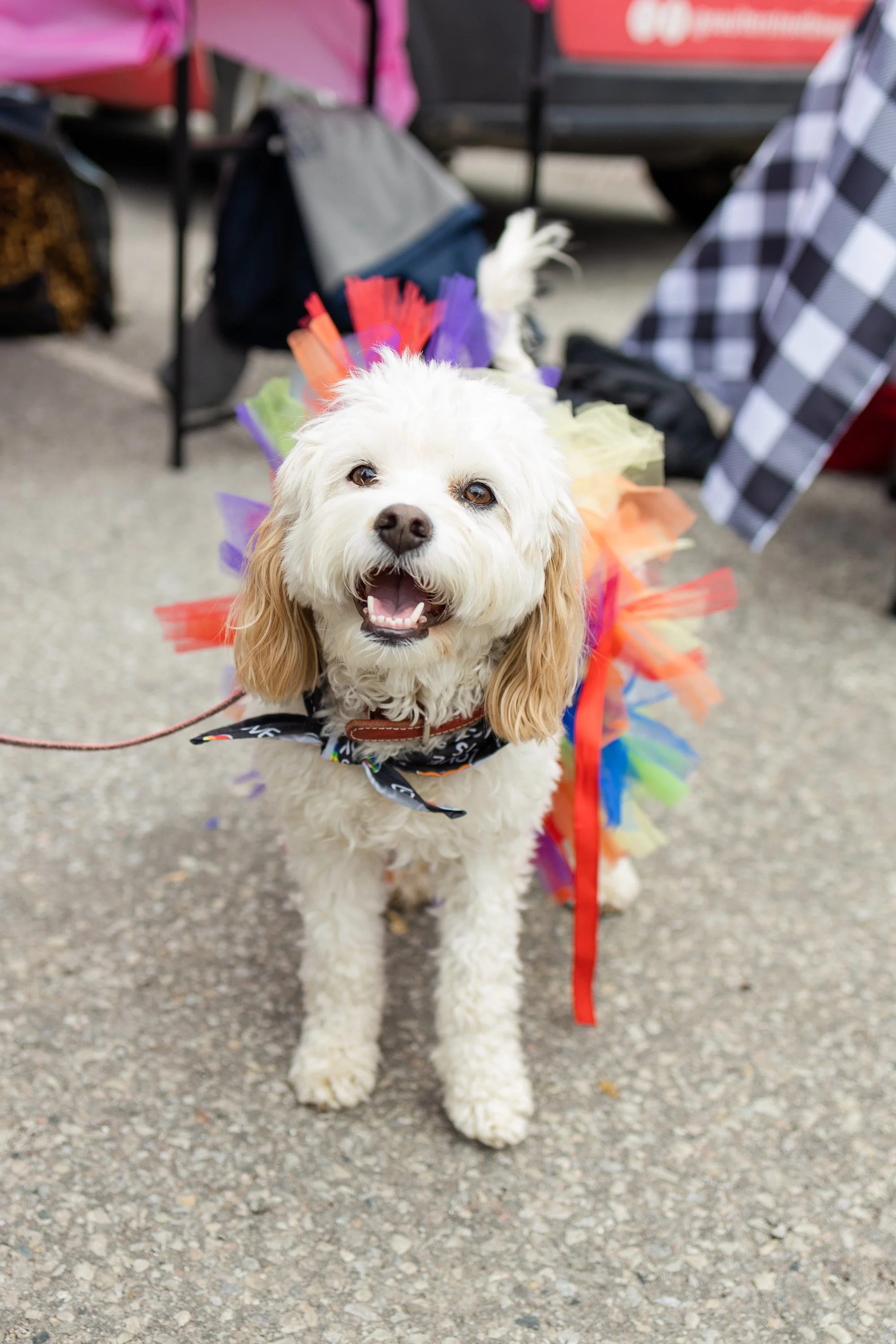 POOCH PRIDE_250601_4620.jpg
