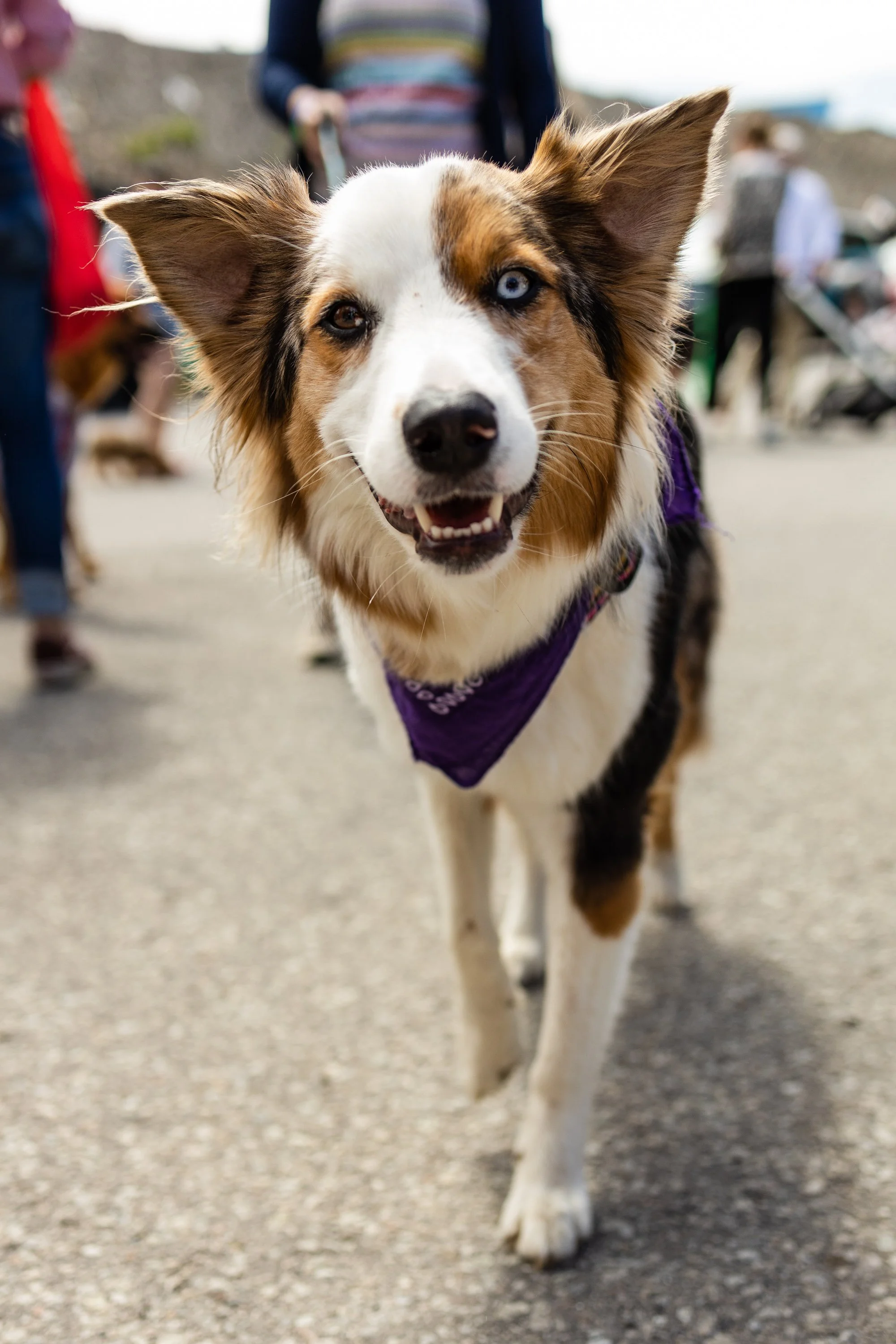 POOCH PRIDE_250601_4334.jpg