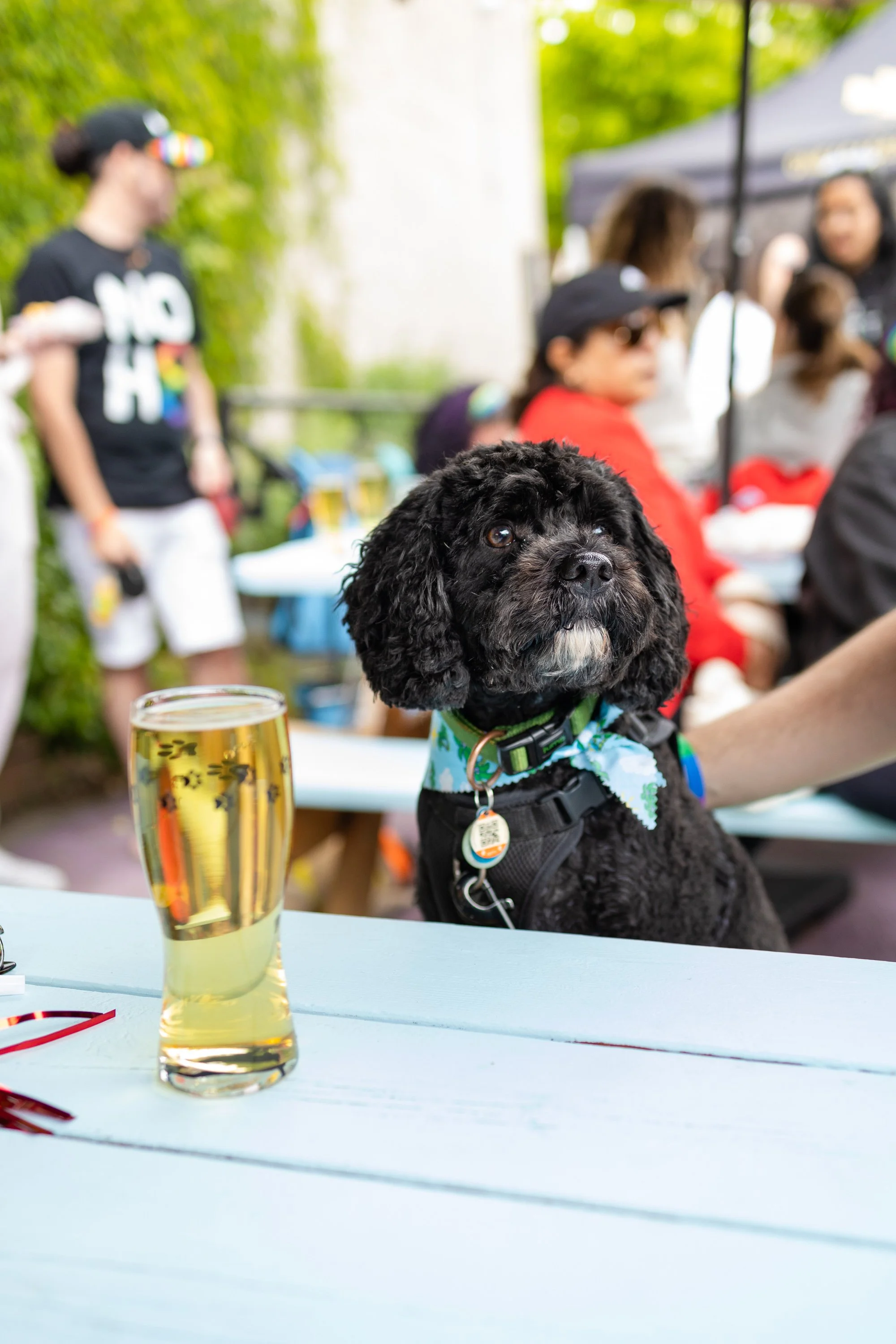 POOCH PRIDE_250601_5169.jpg