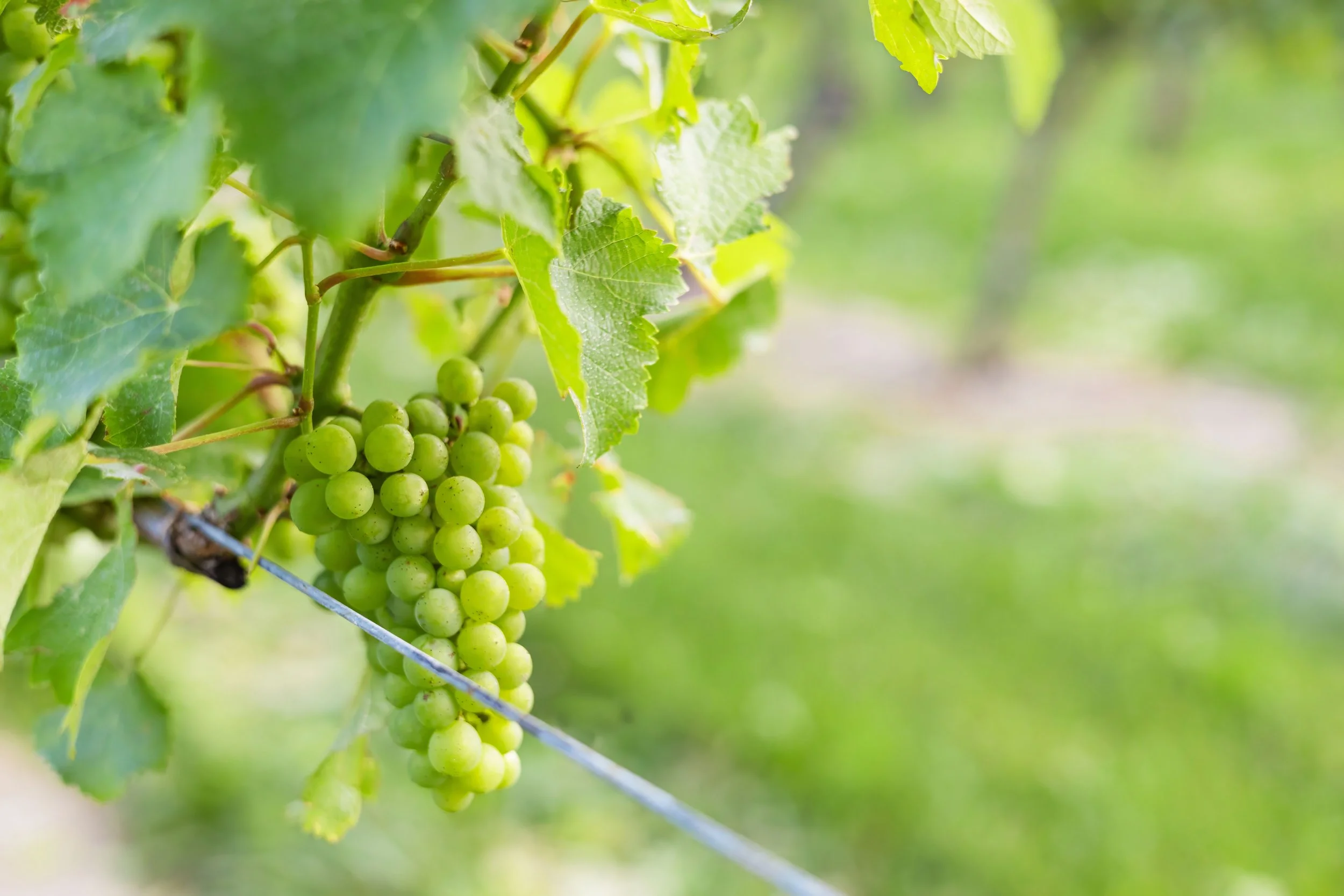 240727_REIF WINERY_Grapes_Web_3094.jpg