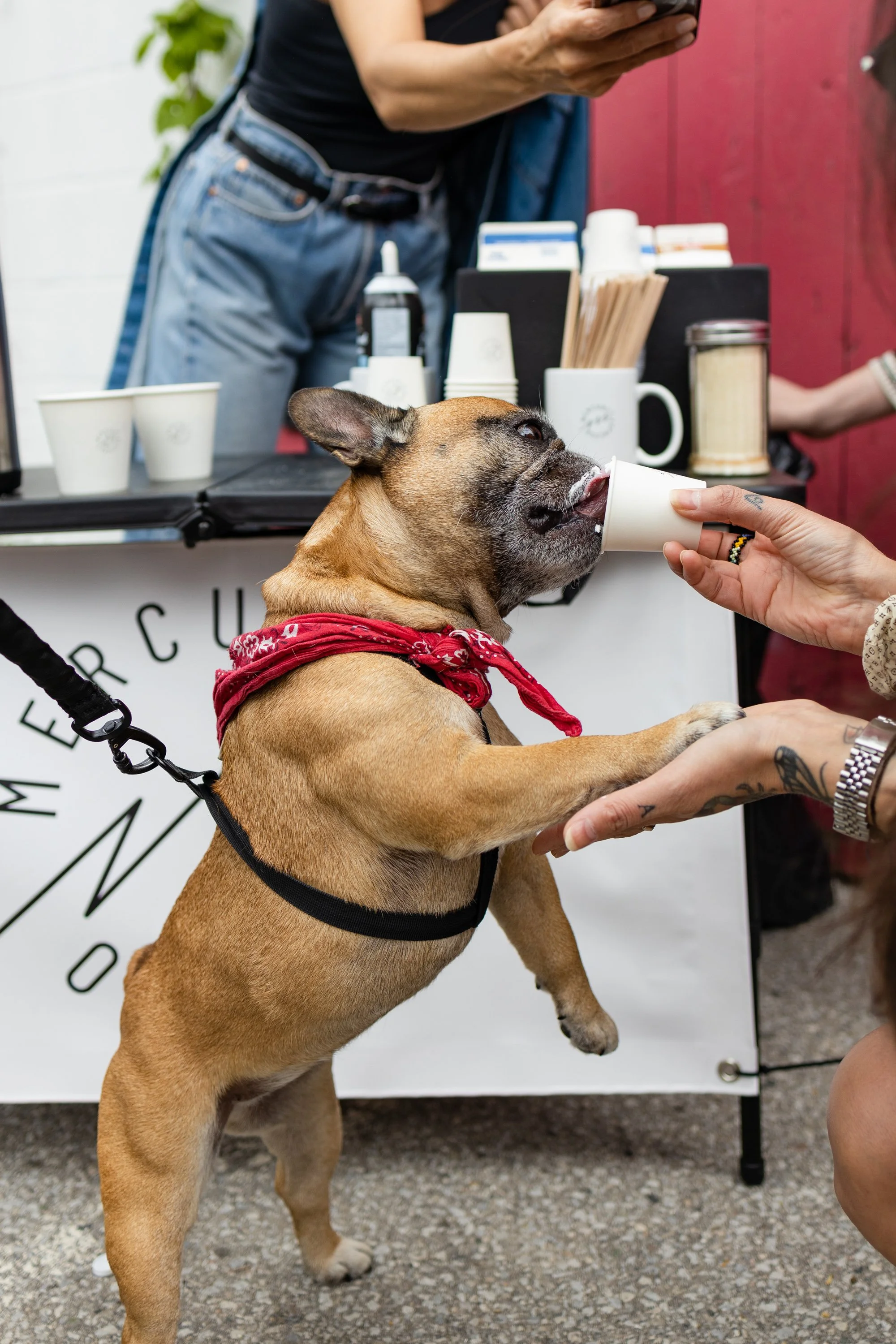 POOCH PRIDE_250601_4553.jpg