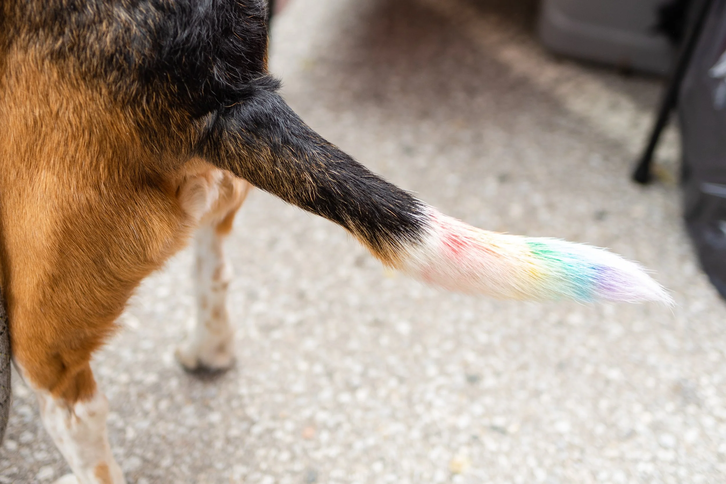 POOCH PRIDE_250601_4771.jpg