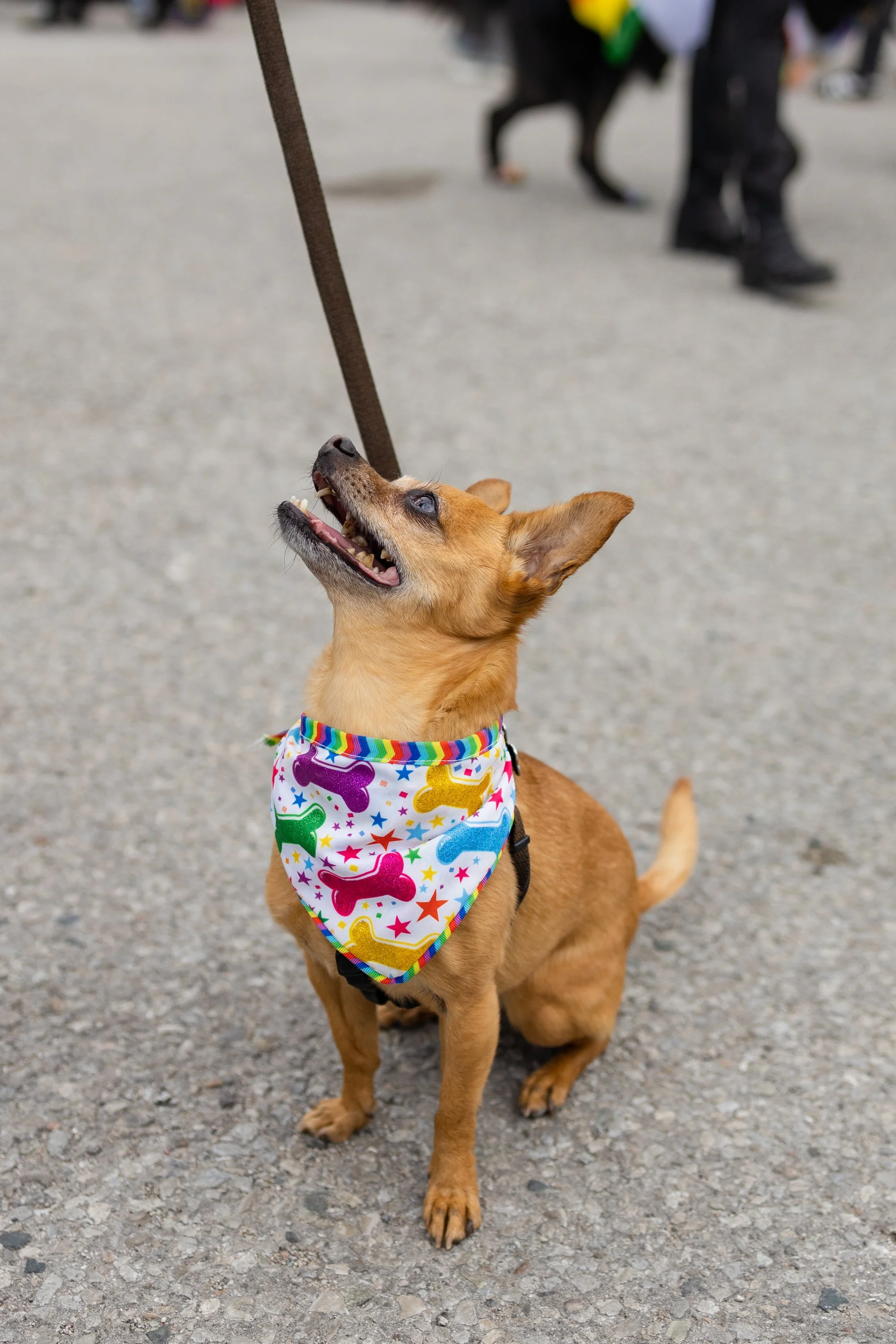 POOCH PRIDE_250601_4389.jpg