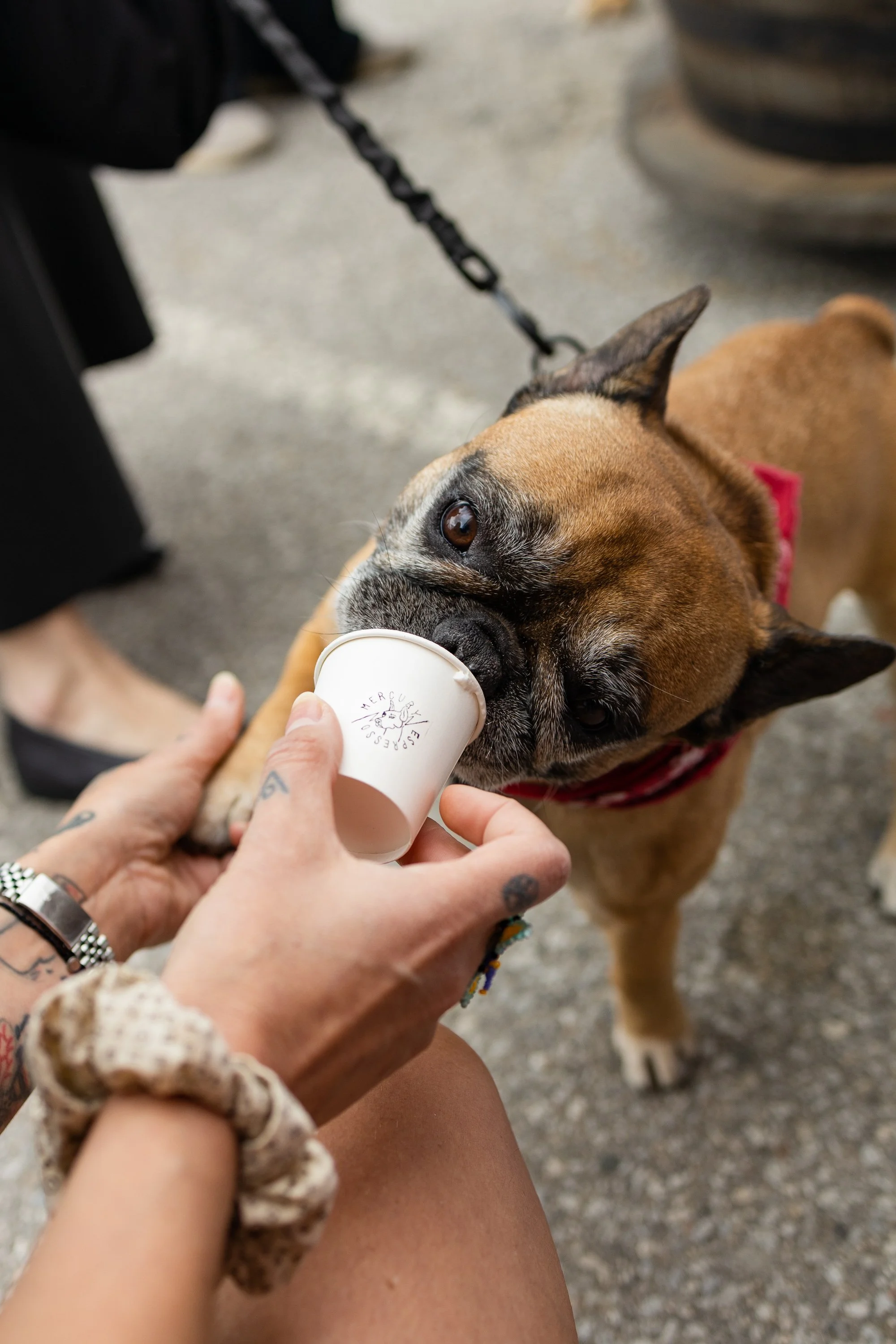 POOCH PRIDE_250601_4558.jpg