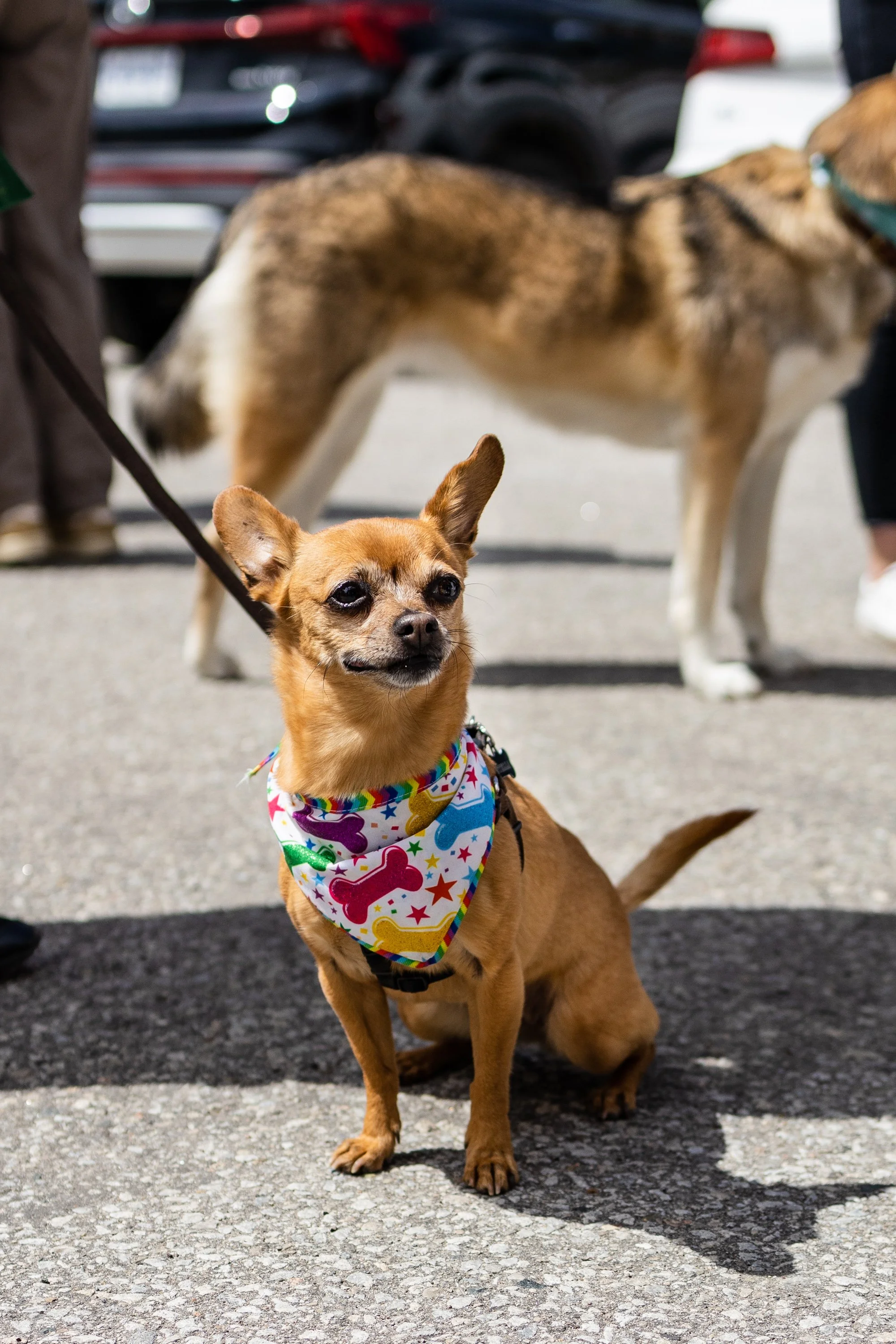 POOCH PRIDE_250601_4342.jpg