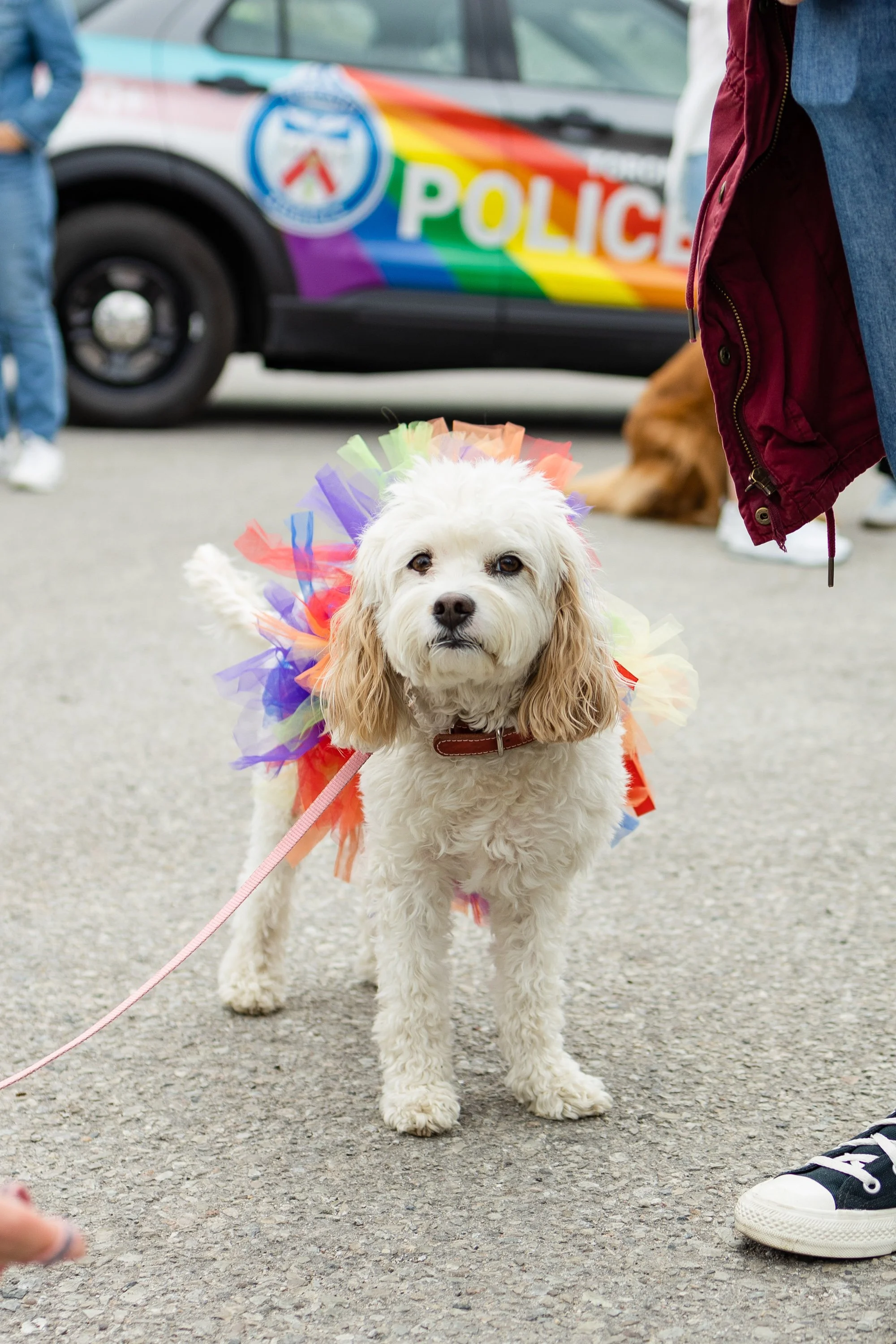 POOCH PRIDE_250601_4591.jpg