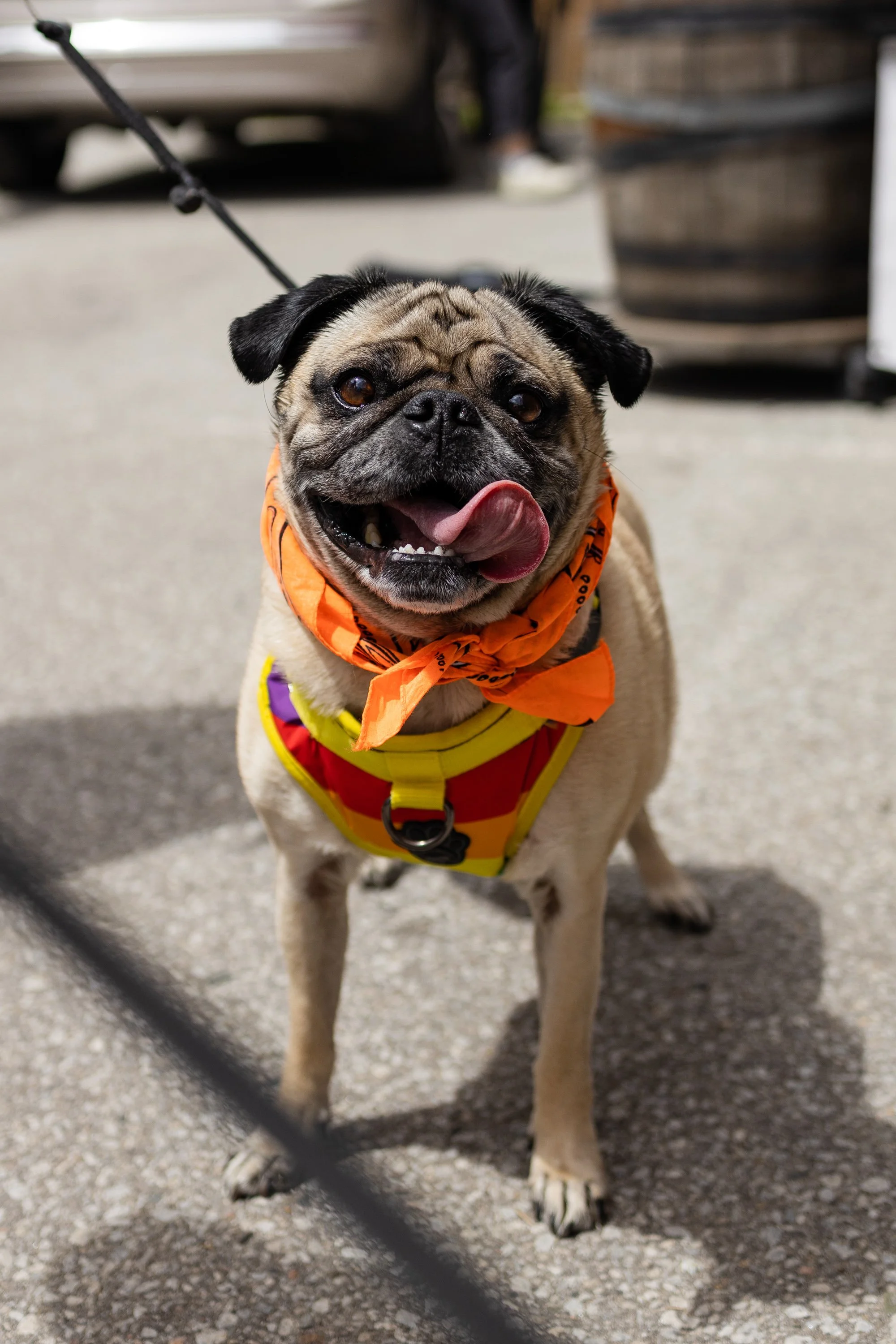 POOCH PRIDE_250601_4495.jpg