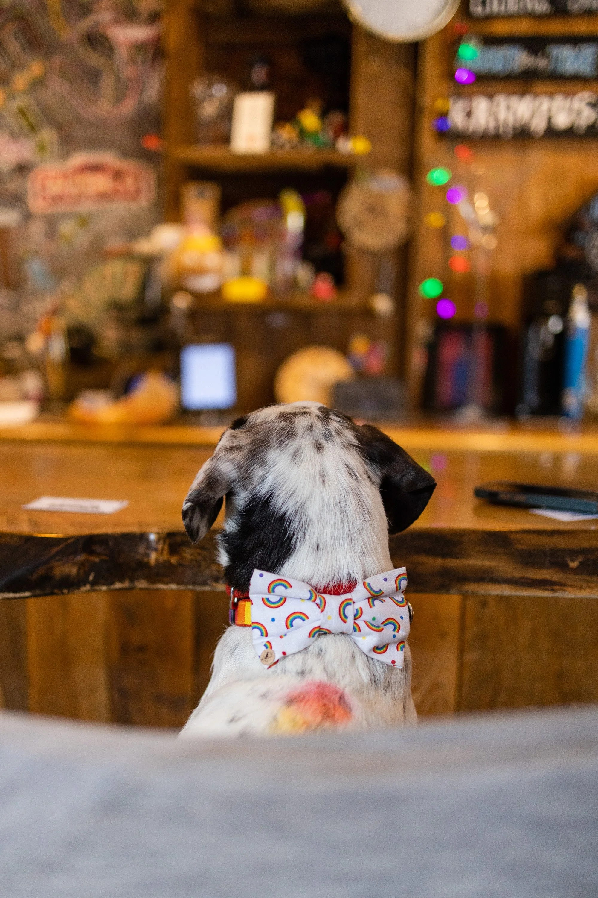 POOCH PRIDE_250601_4684.jpg