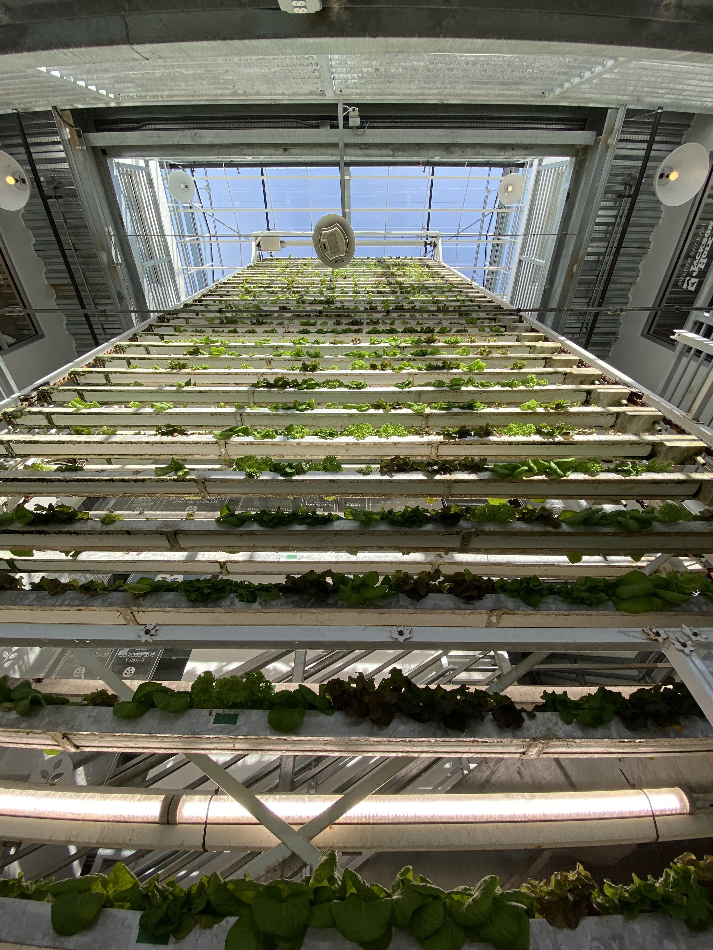 A three-story wall of lettuce at the Vertical Harvest greenhouse farm in Jackson, Wyoming. 