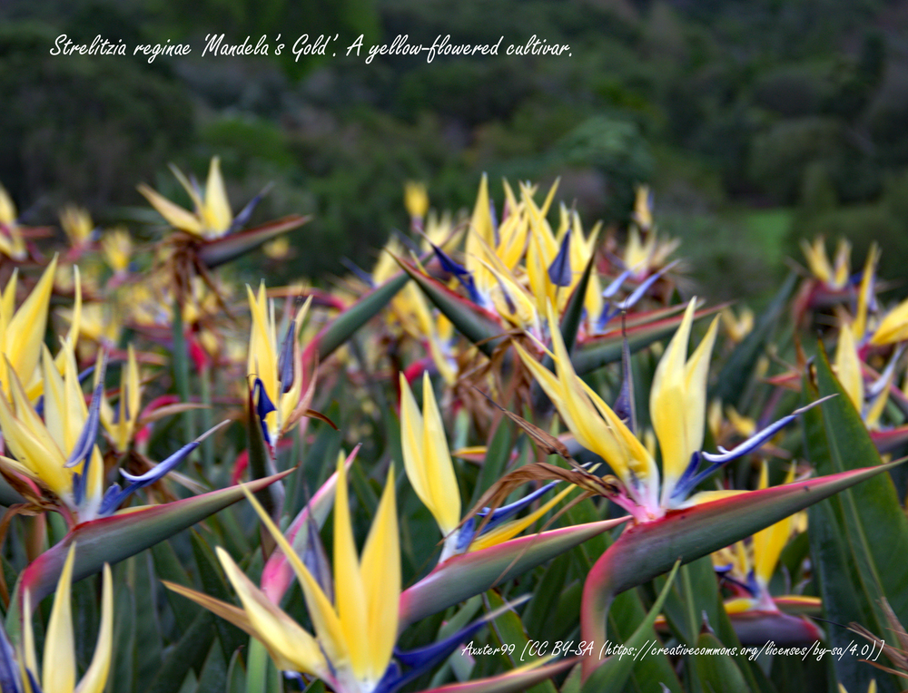 Plants in Pots: Strelitzia reginae  Kinimori