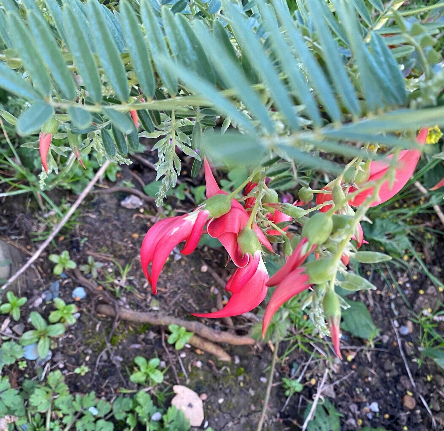 ROBINIA pseudoacacia Casque rouge® CTR 10L Demi tige 4/6